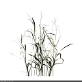 Dry Grass With Slender Stems And Spike Like Leaves On Dark Background