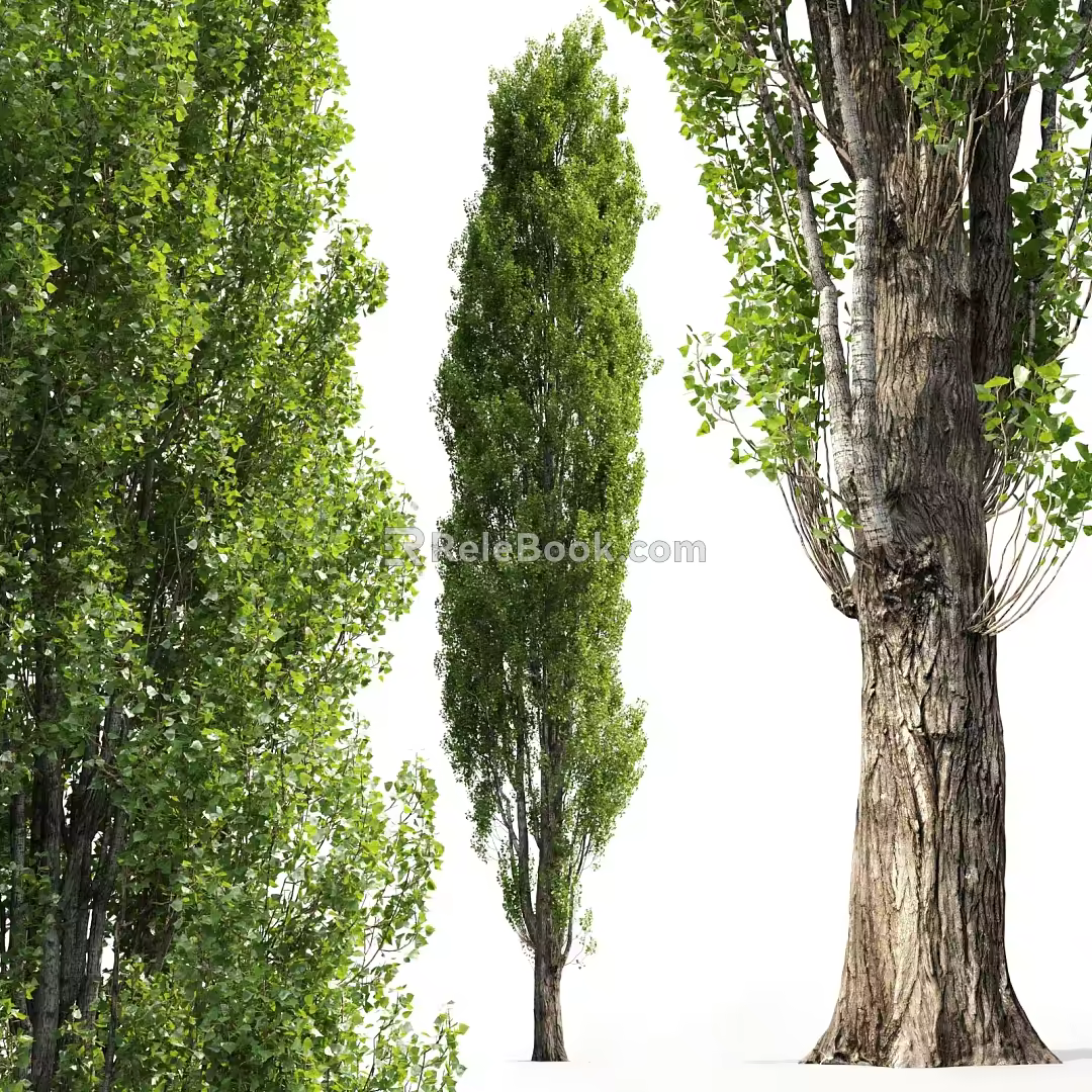 modern landscape tree poplar 3d model
