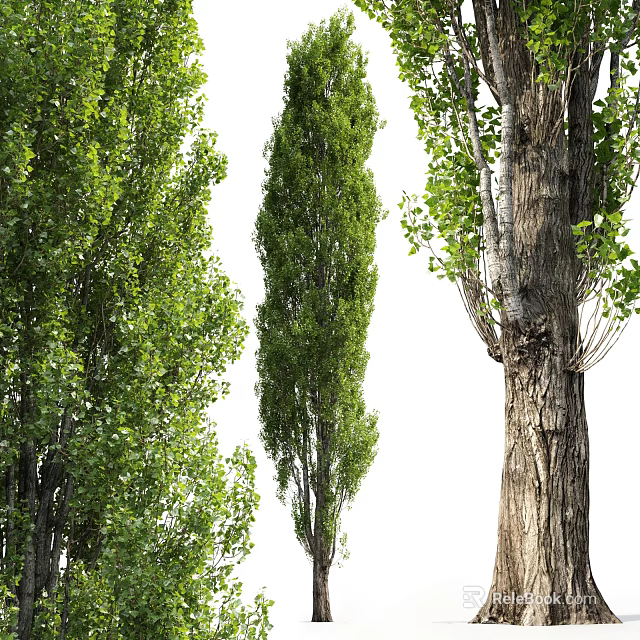 Tall Trees With Lush Green Foliage And Rough Textured Trunks In Natural Landscape View 3d model 