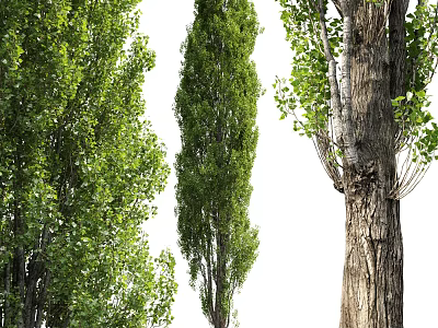 Tall Trees With Lush Green Foliage And Rough Textured Trunks In Natural Landscape View 3d model