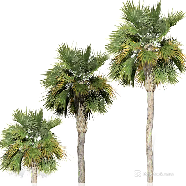 Three Tropical Palm Trees With Green Fronds And Trunk Details In Different Heights 3d model