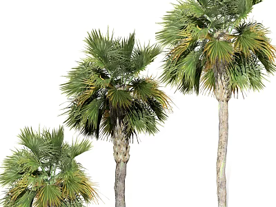 Three Tropical Palm Trees With Green Fronds And Trunk Details In Different Heights 3d model