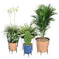 Various Types of Bonsai Potted Plants in Colorful Ceramic Pots for Indoor Decor