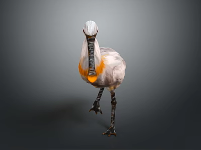 White Bird With Orange Chest And Long Black Beak Standing On Dark Background 3d model
