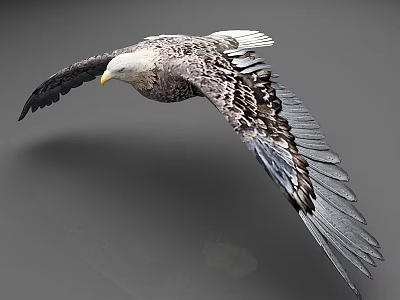 Majestic Bald Eagle Flying With Spread Wings And Detailed Feathers 3d model