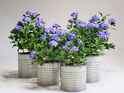 Modern potted hydrangea model