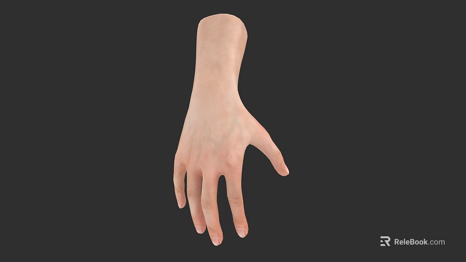 Realistic 3D Hand Model With Detailed Anatomical Structure And Skin Texture 3d model 