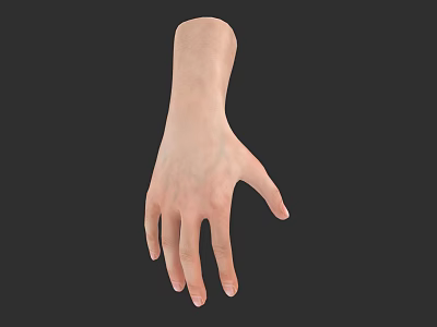 Realistic 3D Hand Model With Detailed Anatomical Structure And Skin Texture 3d model