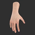 Realistic 3D Hand Model With Detailed Anatomical Structure And Skin Texture 3d model