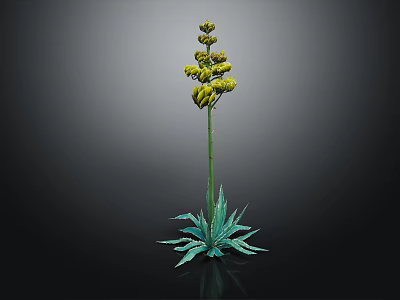 Green Plant With Long Stem Yellow Flower Cluster And Broad Green Leaves On Dark Background 3d model