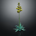 Green Plant With Long Stem Yellow Flower Cluster And Broad Green Leaves On Dark Background