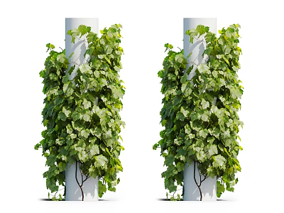 Lush Green Vines Climbing Tall White Pillars With Dense Green Leaves 3d model