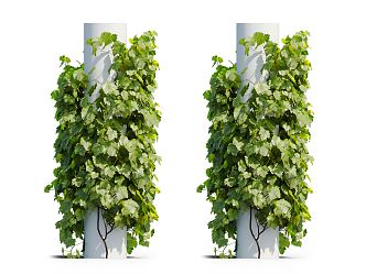 Modern Vine Plant 3d model