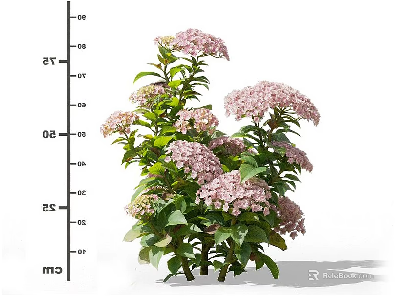 Beautiful Vibrant Pink Hydrangea Plant With Lush Green Leaves And Clustered Flowers 3d model 