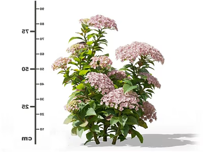 Beautiful Vibrant Pink Hydrangea Plant With Lush Green Leaves And Clustered Flowers 3d model