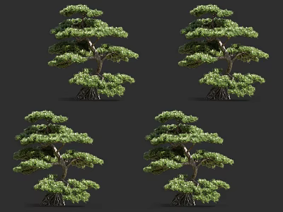 Lush Bonsai Pine Trees Showcasing Unique Shape And Dense Green Foliage 3d model
