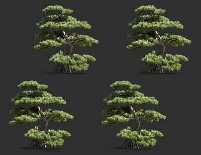 Lush Bonsai Pine Trees Showcasing Unique Shape And Dense Green Foliage 3d model