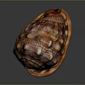 Conch Spiral Shell With Colorful Brown And Orange Patterns Marine Aquatic Animal