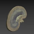 Human Liver Anatomical Model With Smooth Surface For Medical Study And Education 3d model