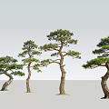 Four Elegant Pine Trees With Curved Trunks And Green Canopies On Gray Backdrop