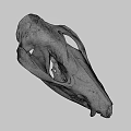 Detailed Animal Skull Skeleton With Visible Teeth And Bone Structure On Dark Background 3d model