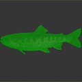 Catfish Carp Sturgeon Bass Freshwater Fish Various Carp Grass Carp Crucian Carp 3d model