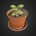 Charming Garden Decor Small Plant in Terracotta Pot with Saucer and Fresh Green Leaves