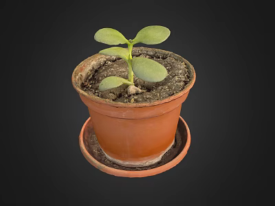 Charming Garden Decor Small Plant in Terracotta Pot with Saucer and Fresh Green Leaves 3d model