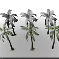 Three Different Height Palm Trees Showing High Medium Low Sizes in Black Background