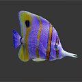 Vibrant Purple and Yellow Striped Fish with Long Snout and Distinctive Markings