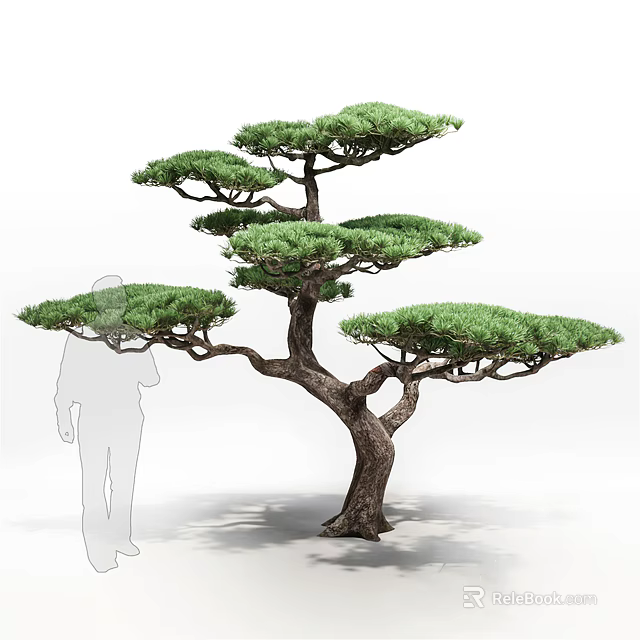 Lush Layered Japanese Pine Tree With Spreading Branches And Human Silhouette For Scale 3d model 
