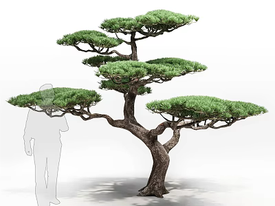 Lush Layered Japanese Pine Tree With Spreading Branches And Human Silhouette For Scale 3d model