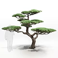 Lush Layered Japanese Pine Tree With Spreading Branches And Human Silhouette For Scale