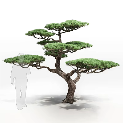 Lush Layered Japanese Pine Tree With Spreading Branches And Human Silhouette For Scale 3d model