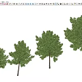 Modern Arbor Street Tree Courtyard Tree Landscape Tree Ginkgo Tree Forest Trees 3d model