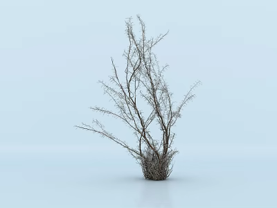 Dry Plant With Slender Branches And Dried Grass Base On Light Blue Background 3d model
