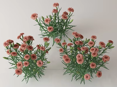 Three Bouquets of Pink Carnations with Green Leaves on White Background 3d model