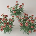 Three Bouquets of Pink Carnations with Green Leaves on White Background