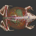 Educational Reptile Anatomical Model With Transparent View Of Internal Organs And Skeleton