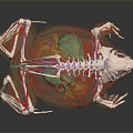 Modern Frog Frog Skeleton Frog Anatomy Frog Structure 3d model