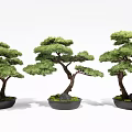 Three Pine Bonsai Trees With Green Foliage Brown Trunks Black Pots And Decorative Stones