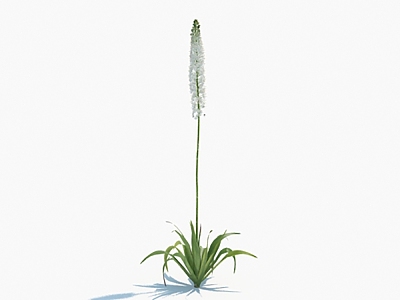 Modern Flower Himalayan One-Tail Grass Flowers 3d model