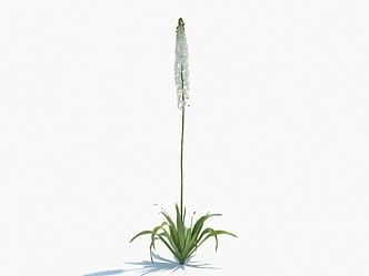 Modern Flower Himalayan One-Tail Grass Flowers 3d model