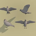 Flying Animals Pigeons in Various Poses with Spread Wings Standing and Shadows