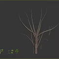 Dry Trees And Small Green Plants Of Various Sizes In Dark Environment