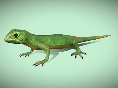 Gecko Lizard Palace Garden Lizard Reptile PBR material 3d model