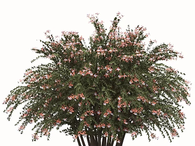 Lush Flowering Arbor Tree With Abundant Green Foliage And Pink Blossoms 3d model