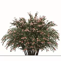 Lush Flowering Arbor Tree With Abundant Green Foliage And Pink Blossoms