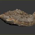 Conch Shell With Spiral Texture And Natural Brown Beige Patterns On Black Background 3d model