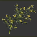 Vibrant Green Plant With Yellow Flowers Thin Stem And Leafy Branches